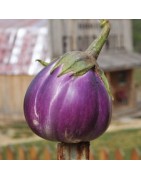 AUBERGINES