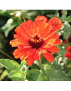 ZINNIA