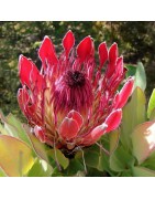 PROTEA