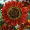 TOURNESOL RED SUN