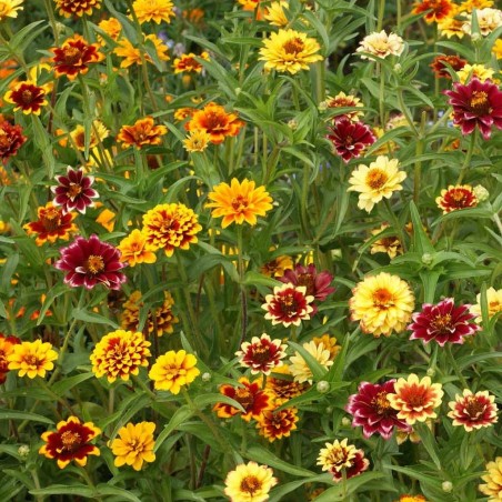 ZINNIA MEXIQUE