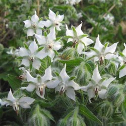 BOURRACHE A FLEUR BLANCHE