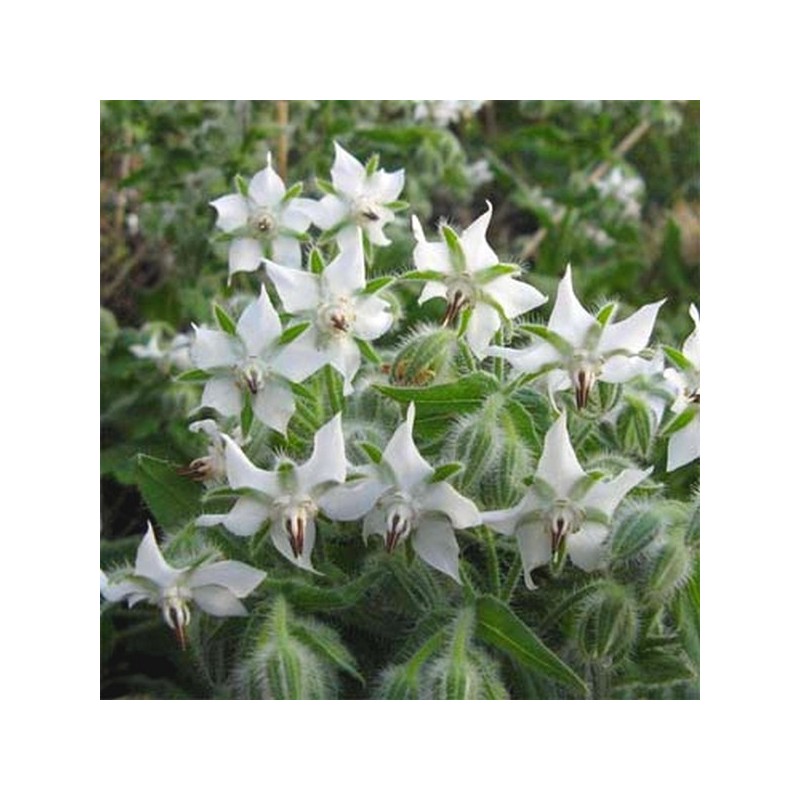 BOURRACHE A FLEUR BLANCHE