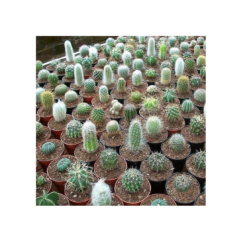 CACTUS ET PLANTES GRASSES EN MELANGE