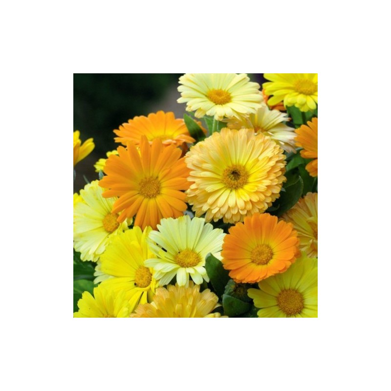 CALENDULA (Fleur de Souci) FIESTA GITANA