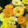 CALENDULA (Fleur de Souci) FIESTA GITANA