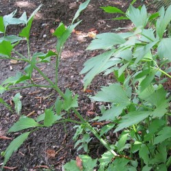 LIVECHE OFFICINALE