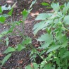 LIVECHE OFFICINALE