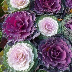 CALENDULA (Fleur de Souci) FIESTA GITANA