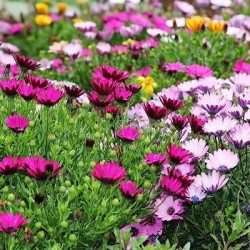 MARGUERITE CAP