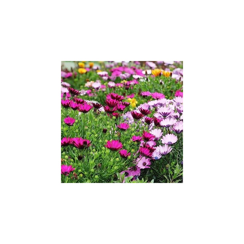 MARGUERITE CAP