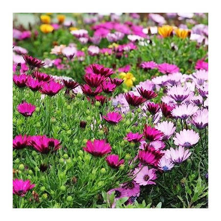 MARGUERITE CAP