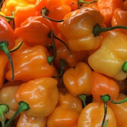 PIMENT HABANERO ORANGE