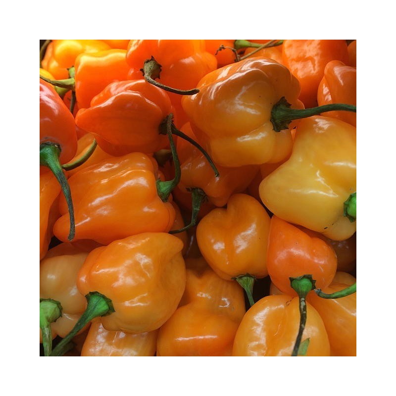 PIMENT HABANERO ORANGE