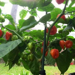 PIMENT HABANERO RED CARRIBEAN