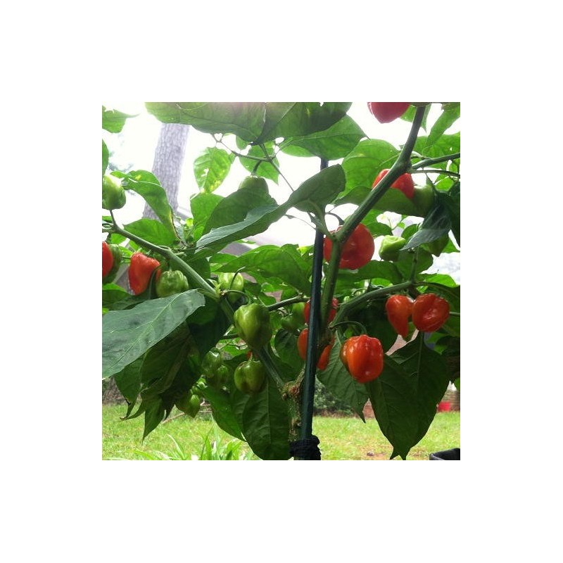 PIMENT HABANERO RED CARRIBEAN