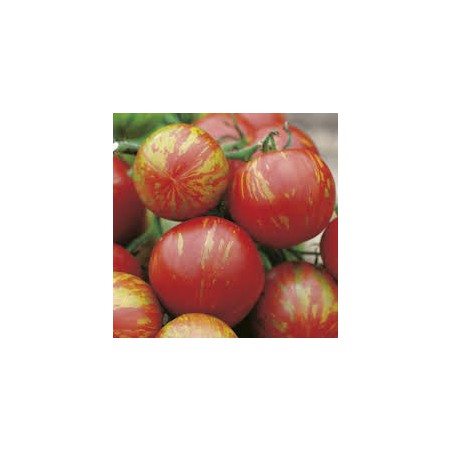 TOMATE TIGERELLA TOMATE TIGERELLA