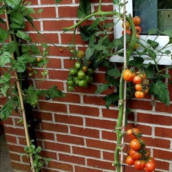 TOMATE DE COLGAR DOMINGO