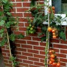 TOMATE DE COLGAR DOMINGO