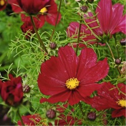 COSMOS NAIN VEGA COLORIS VARIES