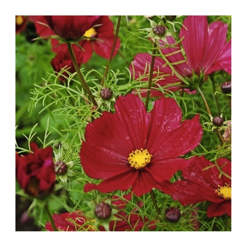 COSMOS NAIN VEGA COLORIS VARIES