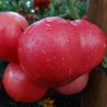TOMATE ROSE DE BERNE