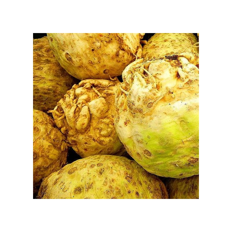 CELERI RAVE GEANT DE PRAGUE