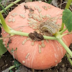 COURGE GALEUSE EYSINES