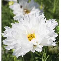 COSMOS double click