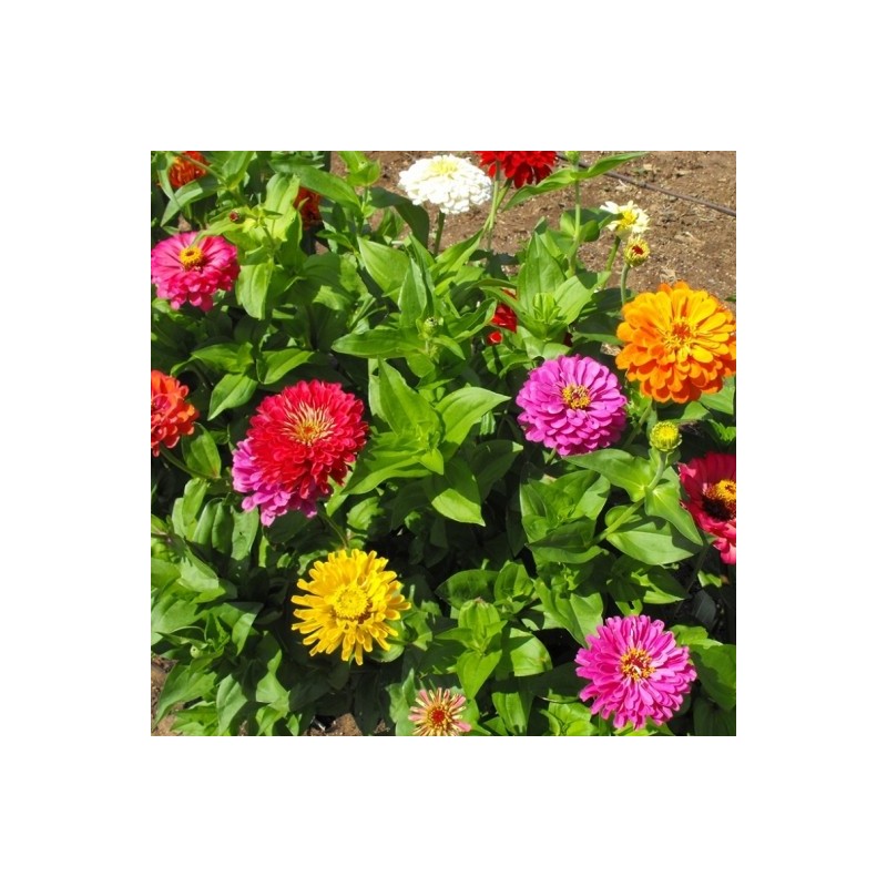 ZINNIA CALIFORNIE