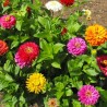 ZINNIA CALIFORNIE