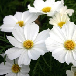 COSMOS BLANC