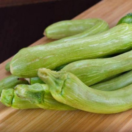 COURGETTE GENOVESE COURGETTE GENOVESE