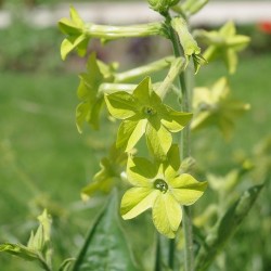 TABAC D'ORNEMENT JAUNE CITRON