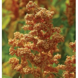QUINOA