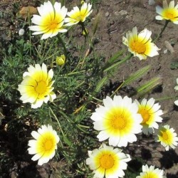 CHRYSANTHEME COURONNE