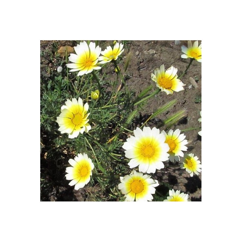 CHRYSANTHEME COURONNE