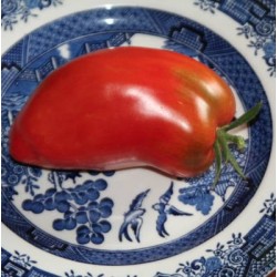 TOMATE ANDINE CORNUE