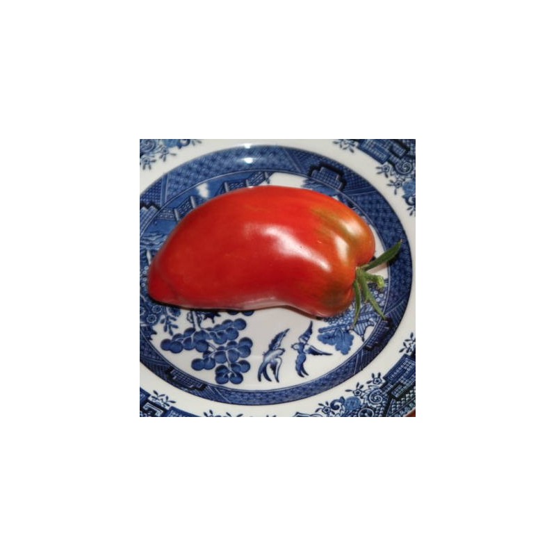 TOMATE ANDINE CORNUE