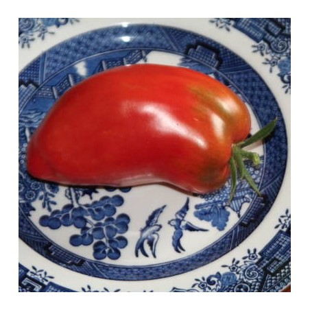 TOMATE ANDINE CORNUE