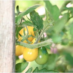 TOMATE YELLOW PEARSHAPED