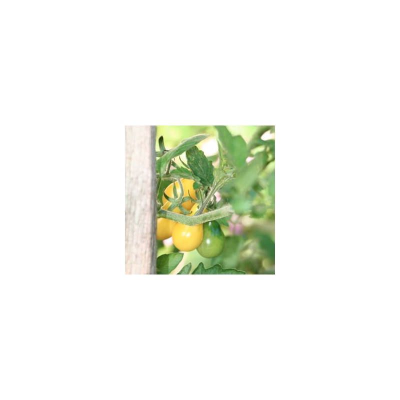 TOMATE YELLOW PEARSHAPED