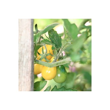 TOMATE YELLOW PEARSHAPED TOMATE YELLOW PEARSHAPED