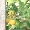 TOMATE YELLOW PEARSHAPED