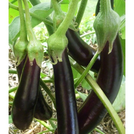 AUBERGINE DE BARBENTANE