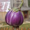 AUBERGINE ROTONDA BIANCA SFUMATA DI ROSA