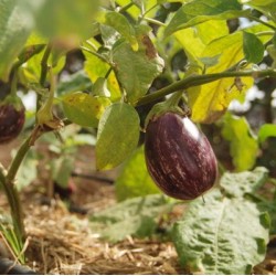 AUBERGINE LISTADA DE GANDIA