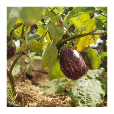 AUBERGINE LISTADA DE GANDIA AUBERGINE LISTADA DE GANDIA