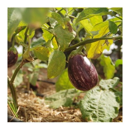 AUBERGINE LISTADA DE GANDIA