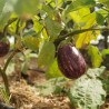 AUBERGINE LISTADA DE GANDIA